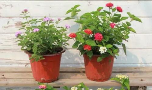 侠岚最新爆料新闻直播视频,揭秘神秘势力与侠岚联盟的激战风云  第3张